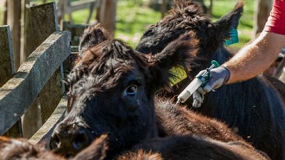 Se evitó el comercio de productos veterinarios no autorizados en Chaco y Santiago del Estero