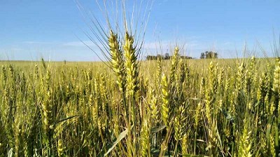 Los Grobo presenta Grobo Limay, una nueva variedad de trigo con marca propia