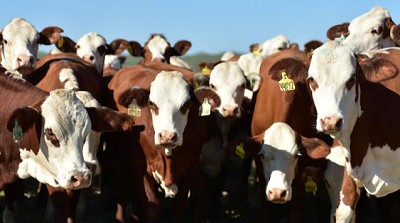 Mundial Braford: Participarán más de 400 ejemplares y siete países