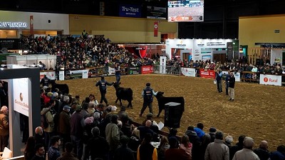 Expo Angus: Gran campeón hembra