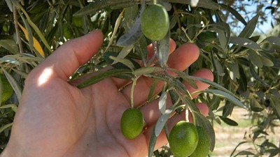 Evalúan 85 variedades de olivo para potenciar el sector