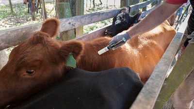 Santa Fe: Analizaron la aplicación del Plan Nacional de la Garrapata del Bovino