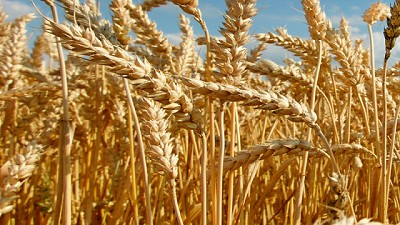 Estrategias para optimizar el cultivo del trigo