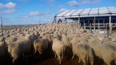 Con un cambio en el menú, las ovejas producen más leche y de mejor calidad