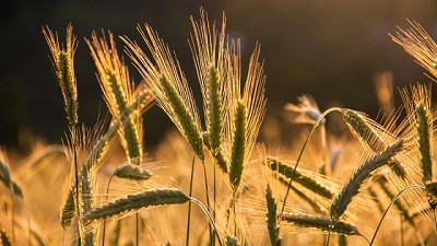Se confirma la multirresistencia a fungicidas de la Mancha en red en cebada