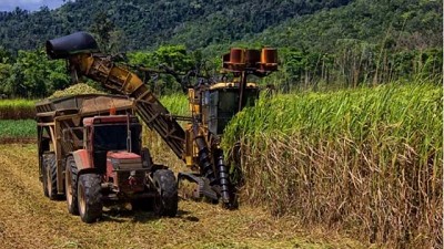 El plan de Australia para convertir a la caña de azúcar en la columna vertebral de la bioeconomía nacional