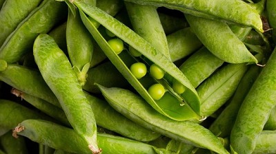 Recomendaciones para la siembra de arveja