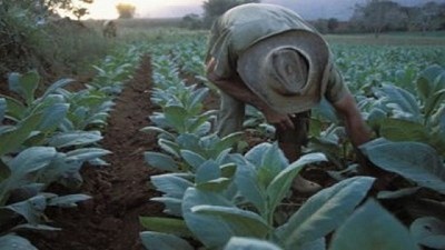 Agricultura y la provincia de Jujuy articulan políticas de apoyo a la producción tabacalera