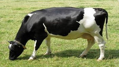 Hoy remate especial Holando Argentino y este viernes el remate central con casi 18.000 cabezas del mercado
