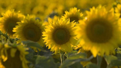 Cálculos finales de producción de girasol en&nbsp;Córdoba - Campaña 2021/22