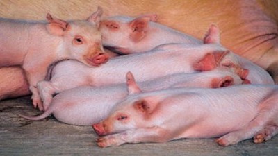 Vigilancia epidemiológica de rutina en granja de porcinos en la provincia de San Luis