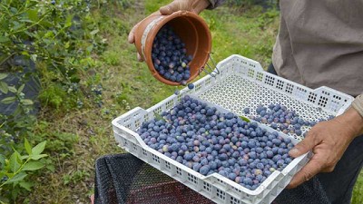 Argentina: Productores de arándanos solicitan medidas para frenar la caída del área sembrada