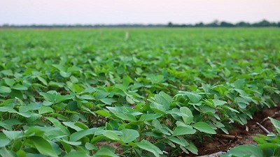NEOGEN, una apuesta renovadora en el cultivo de soja