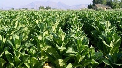 El Gobierno transfirió más de $2.394 millones del Fondo Especial de Tabaco