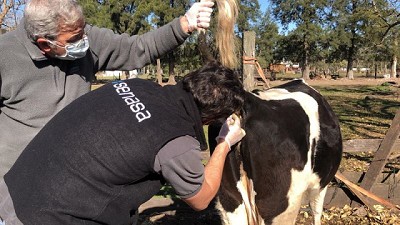 Asistencia para control y erradicación de brucelosis en rodeos familiares de Alte. Brown