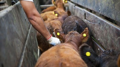 Se inicia la segunda campaña de vacunación contra la fiebre aftosa y la brucelosis