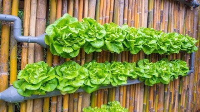 7 beneficios de tener un jardín o huerto vertical en casa