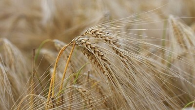 Evalúan el impacto del cambio climático en cebada y trigo
