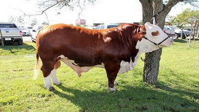 Apertura del mercado para la exportación de semen bovino de la Argentina a la UEE