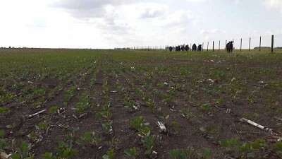 En tiempos de sequía, la fertilización mejora la eficiencia del uso de agua y los rindes