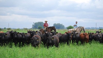 Pastoreo rotativo: la mejor manera de utilizar la alfalfa