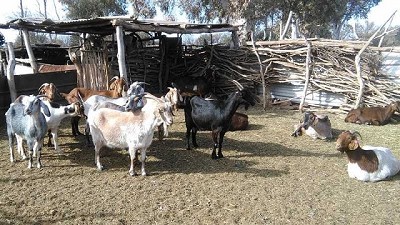 Apoyo al mejoramiento génetico de majadas caprinas de la Agricultura familiar en San Luis