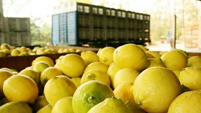Se extiende el alerta fitosanitario en Tucumán para el control de Diaphorina citri