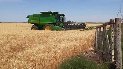 ¿Qué aporta la cadena de trigo a la economía argentina?
