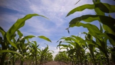 Maíces tempranos 2022/23: “estamos como en cuartos de final: si no llueve, se van”