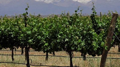 Se evitó el intento de ingreso de material de propagación vegetal de vid a la Patagonia