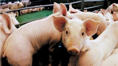 Mantener al país libre del síndrome reproductivo y respiratorio porcino (PRRS) para forjar un perfil productivo competitivo y sustentable a nivel mundial