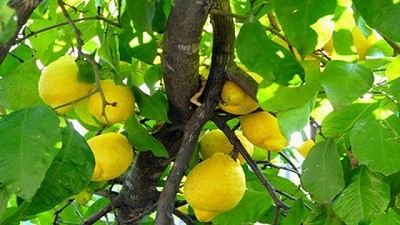 Finalizó la emergencia fitosanitaria por Mosca de los frutos en San Rafael, Mendoza