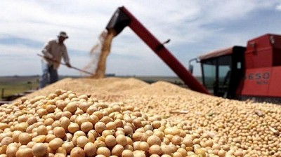 Bajas para la soja , el maíz y la economía nacional, por Manuel Alvarado Ledesma - Agrositio