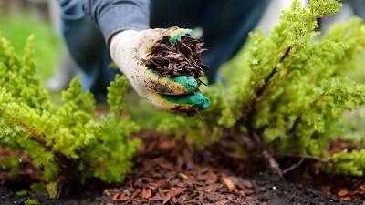 Chop-and-drop: Una técnica para fertilizar tus plantas