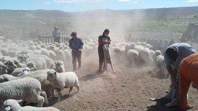 Prevención de hidatidosis: Se vacunaron 1327 ovinos de agricultores familiares en el sur de Río Negro