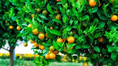 Argentina avanza en la apertura del mercado de cítricos dulces a India