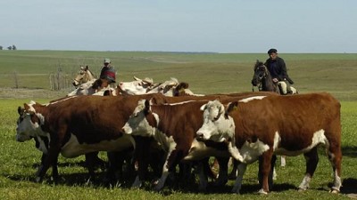 Invernada en alerta: Una seca que se prolonga y expulsa cada vez más hacienda de los campos