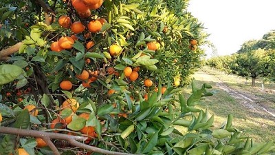 La horticultura también demanda más y mejores nutrientes, para ganar en eficiencia y calidad