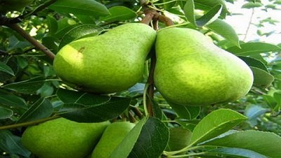 Elaboran un plan estratégico de manejo integrado de mosca sudamericana de la fruta
