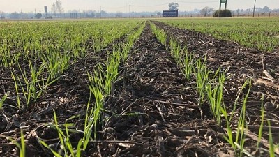 ¿Llorar sobre la leche derramada o sembrar sobre la lluvia que viene?; por Ricardo Bindi