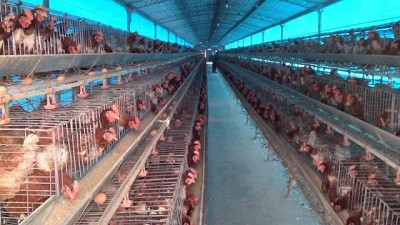 La Justicia autorizó nueva toma de muestra a aves en granja comercial de Corrientes