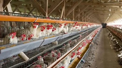 Dramática situación de productores avícolas por la suspensión de exportaciones para el sector