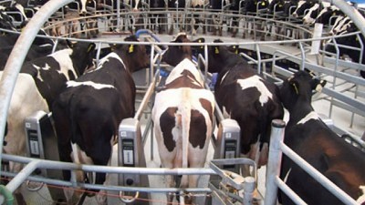 Las condiciones para la producción siguen muy complicadas en los tambos del oeste de la PBA