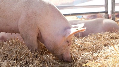 Sanidad, higiene y bioseguridad mejoran la eficiencia de la cadena productiva porcina