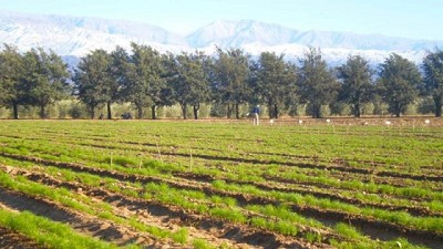 Presentan una nueva variedad de comino