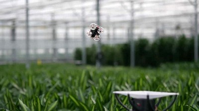 Drones para control de plagas en invernaderos, inspirados en murciélagos
