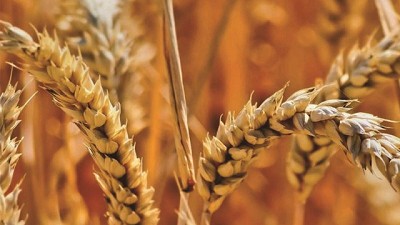 Desafíos y oportunidades para una cosecha de trigo prometedora