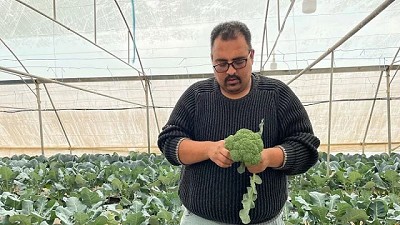Cultivos por hidroponía: ¿la salvación de los países más secos?