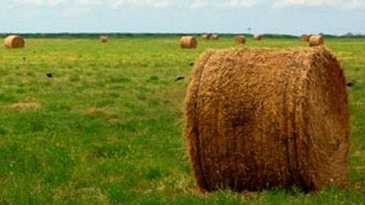Las pasturas mejoran la diversidad bacteriana del suelo