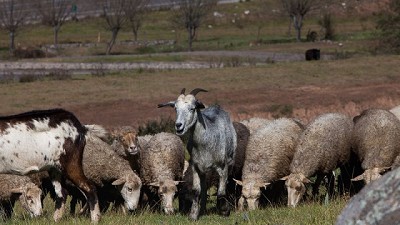 La Argentina exportará pequeños rumiantes para faena y material genético a Chile